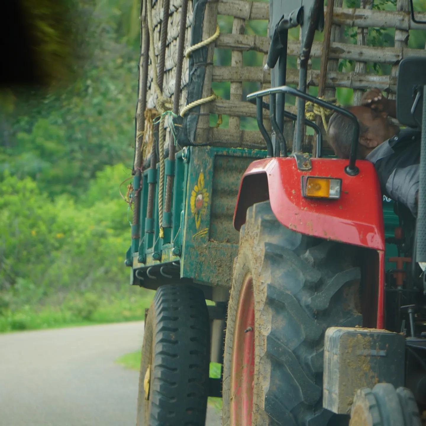 A red tractor on a tree-lined road