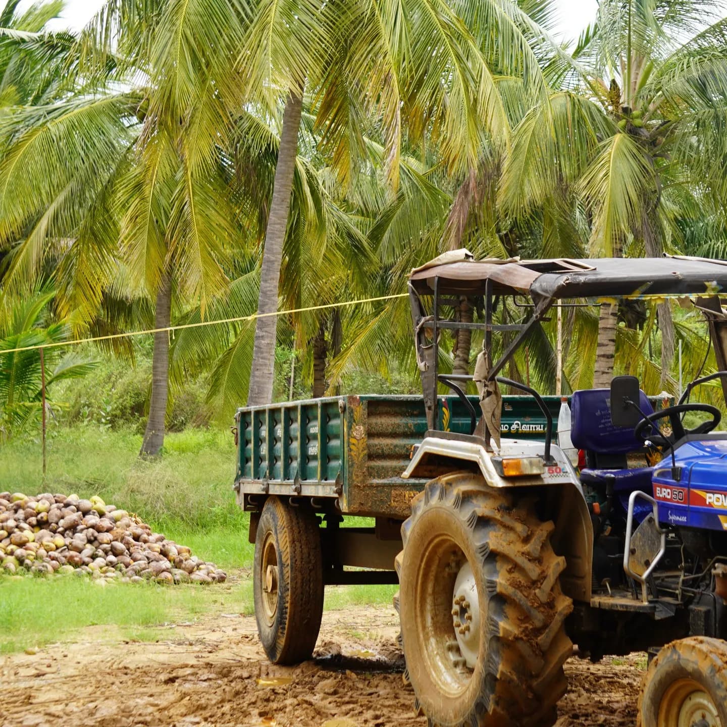A tractor taking a break by the coconuts