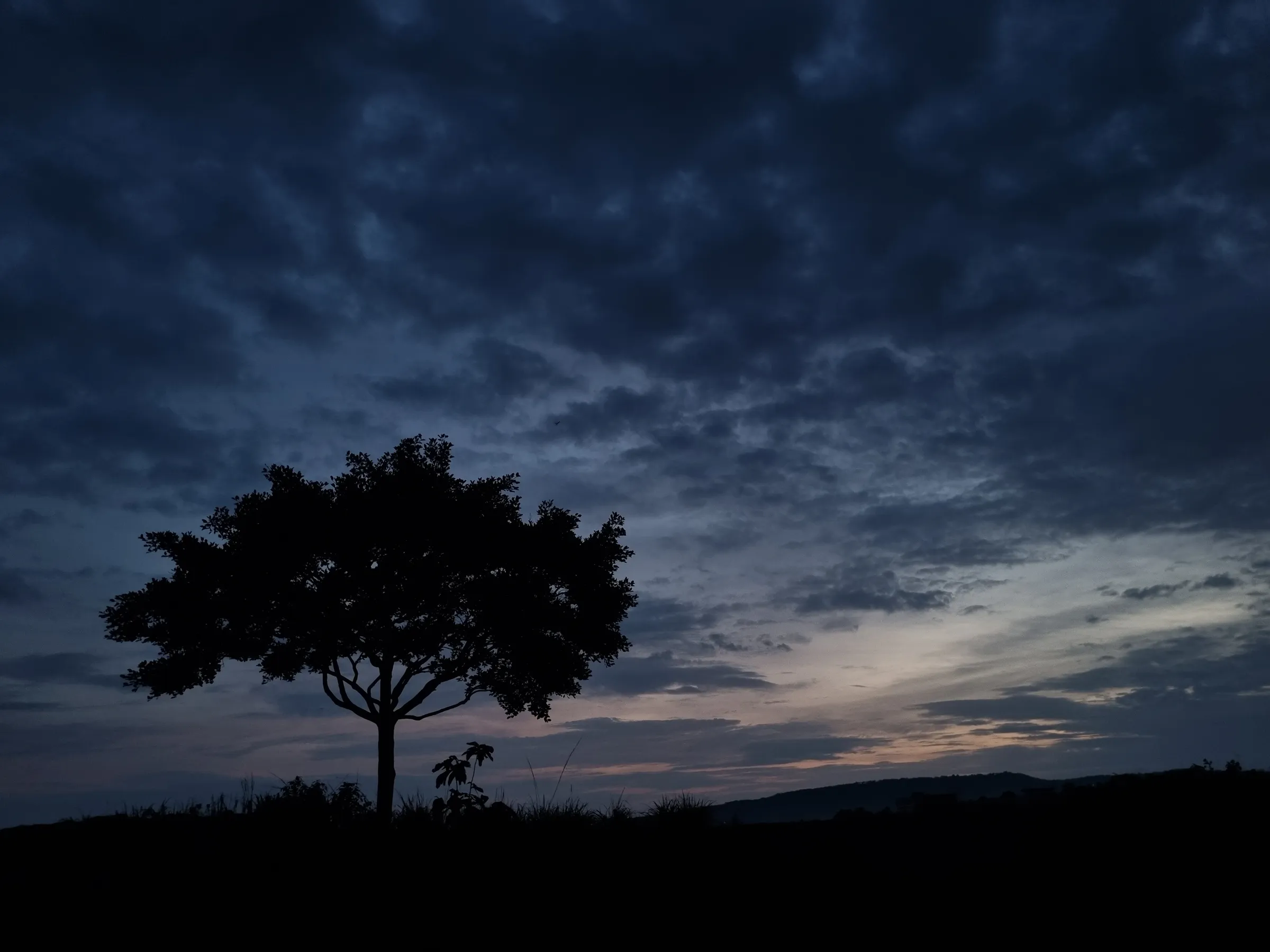One tree, waiting out the dusk